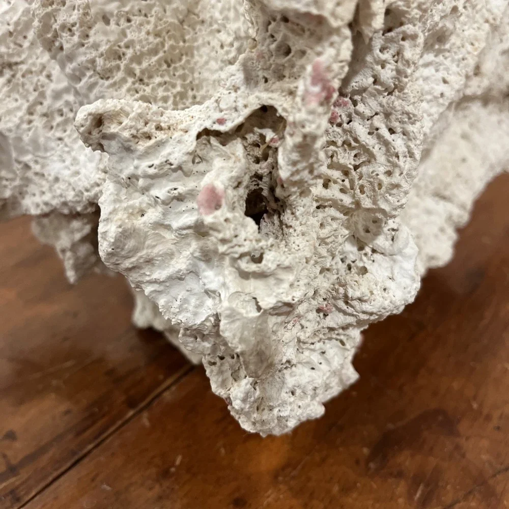 Huge Natural Lettuce Coral Skeleton Reef Specimen Coastal Shelf Decor 14x10.5x8